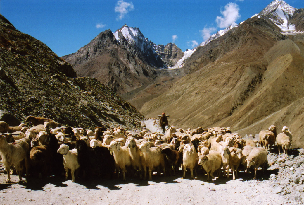 Photo berger avec ses chèvres sur la route